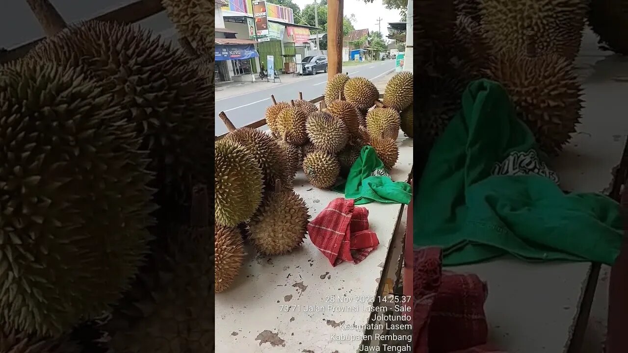 Durian ceriwik khas Lasem Rembang