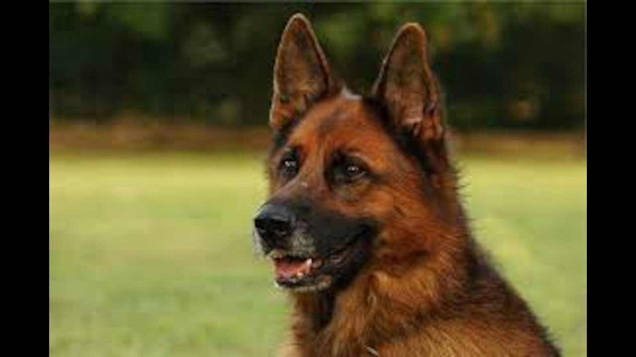 German Shepherd with Aggression Issues - German Shepherd Training