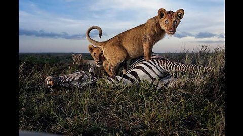 35 Times Animals Messed With The Wrong Opponent !