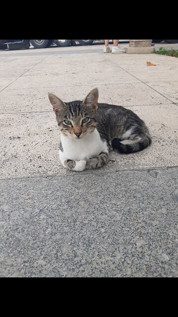 The charm and beauty of the lovely cat: Discover the elegance and charm of this creature