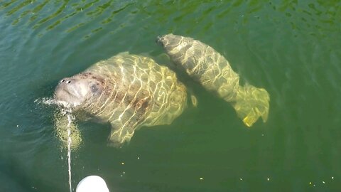 Manatee visit!