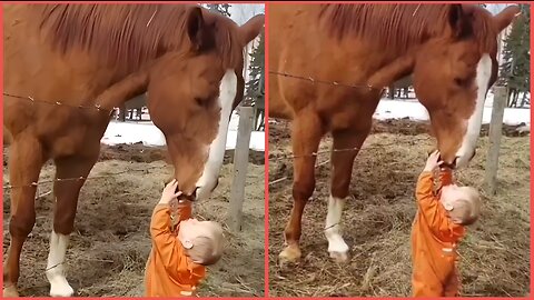 Dying Horse Kisses Baby