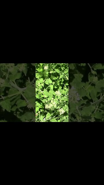 What does a Catnip Plant Look Like? #Shorts 🌿