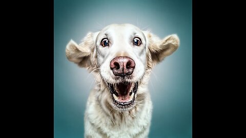 Cats and dogs funniest 2023/2024