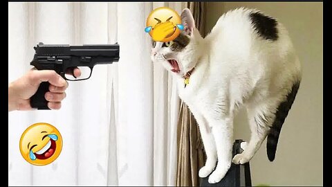 Playing Naughty Cat 😃