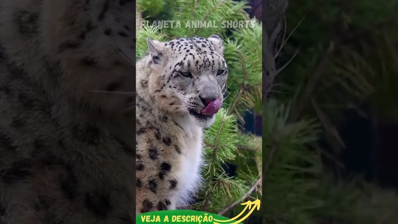 LEOPARDO DAS NEVES #shorts #planetaanimalshorts #animals