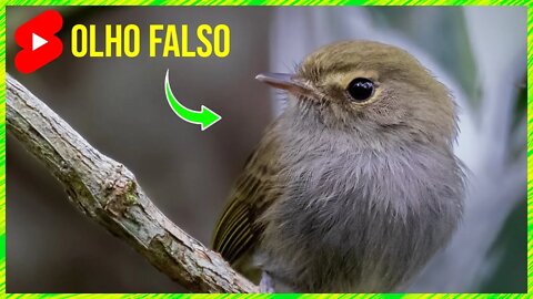 O Canto do OLHO FALSO [Hemitriccus Diops] #shorts