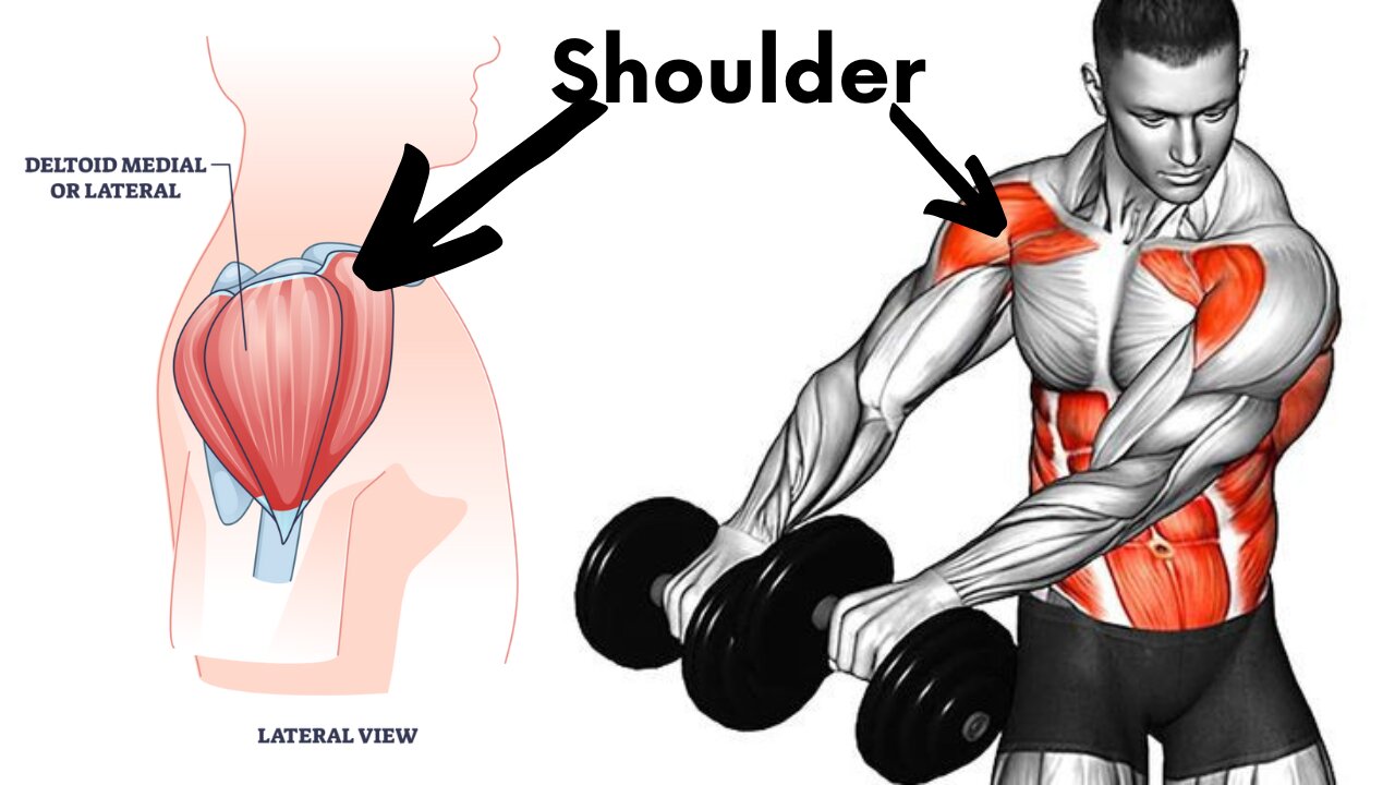 How To Shoulder Workout With Dumbbell For Beginner Shoulder Workout At Gym - Bodypumpupofficical