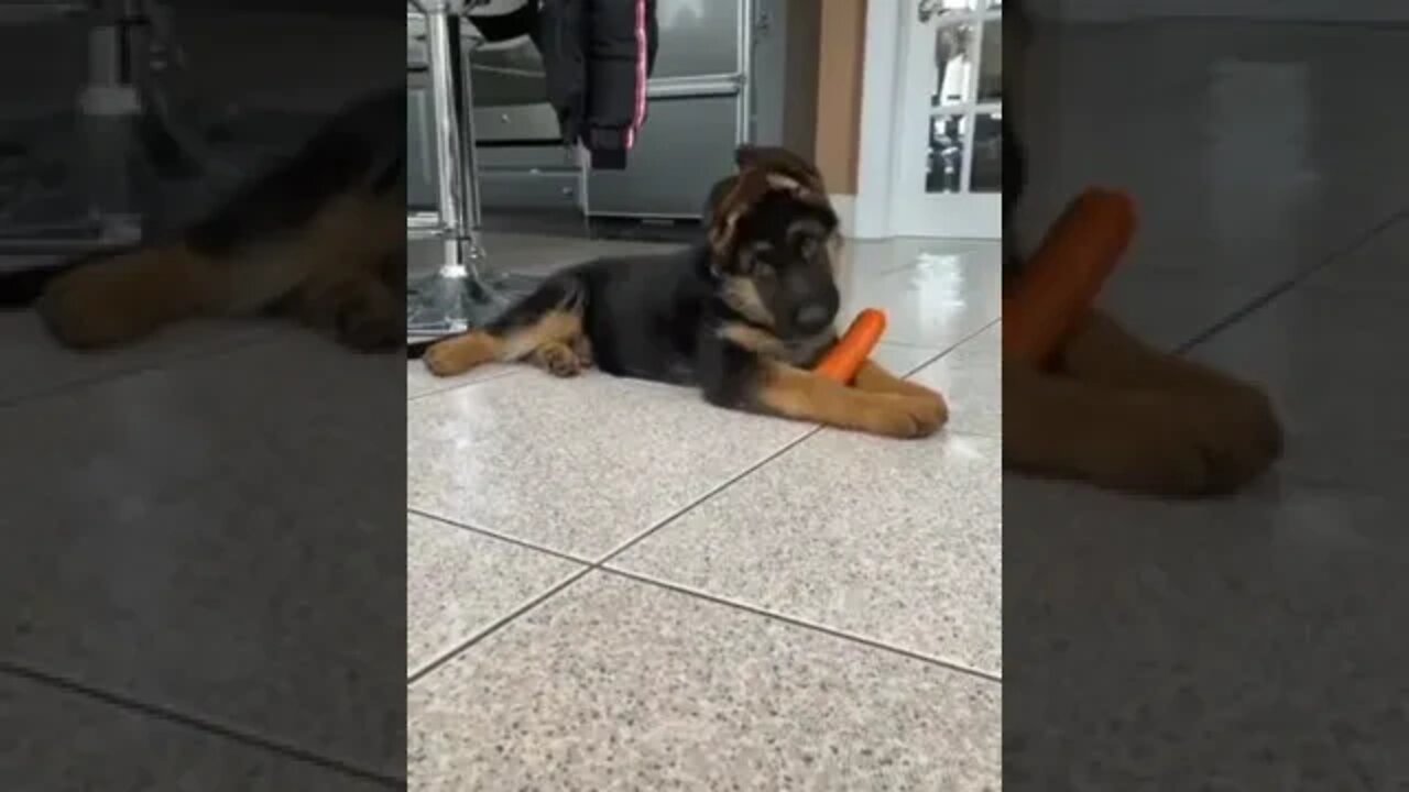 BEST 😍FUNNY😍 PET VIDEOS #74 - Try Not To Laugh #shorts