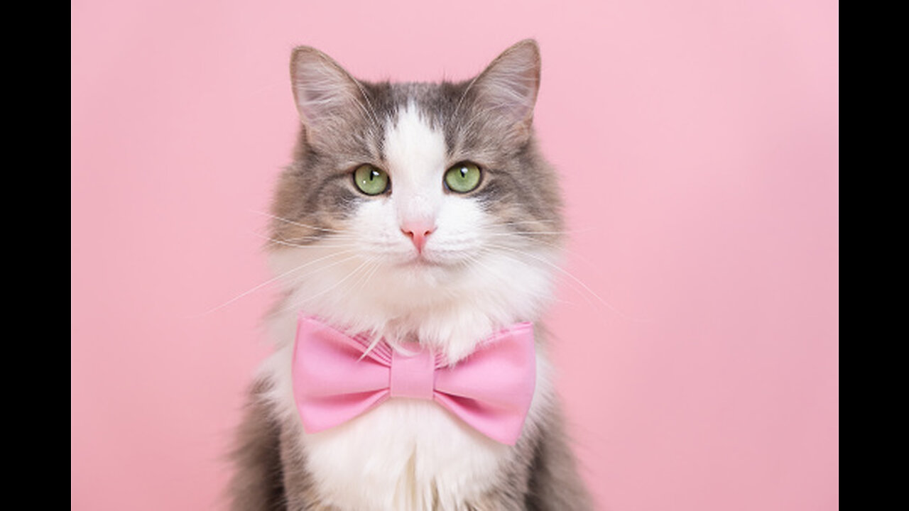 what cat love's most