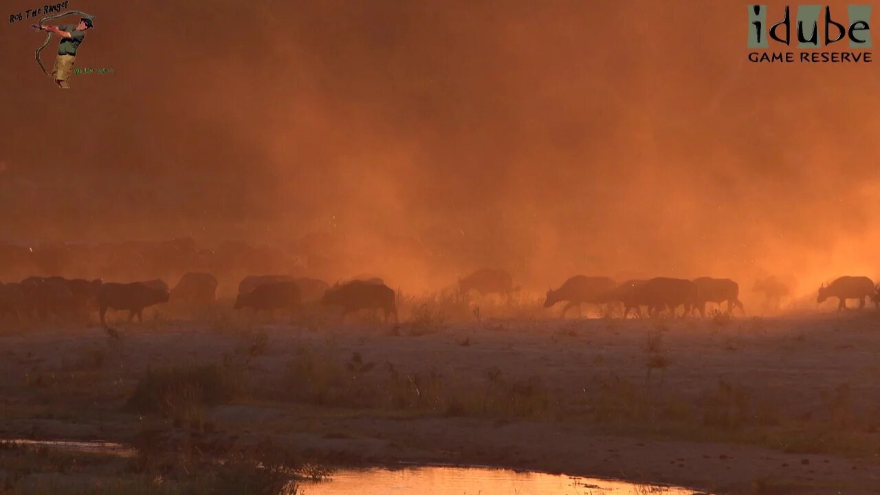 Buffalo Sunset | Iconic Africa | The Beauty Of Nature