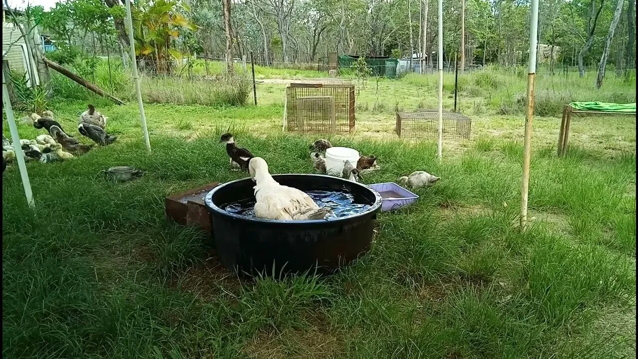 Patch the Pilgram Gander enjoying his new pond 2nd January 2022