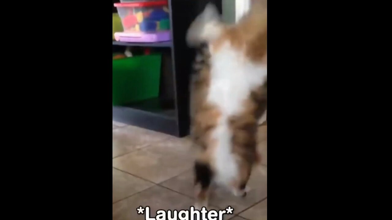 Funny Cat-A cat running with its hands🐈用手奔跑的貓咪#shorts