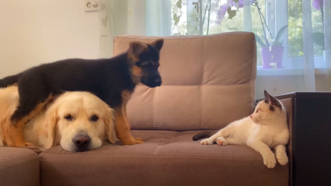 German Shepherd Puppy and Kitten annoy the Golden Retriever with their Play!