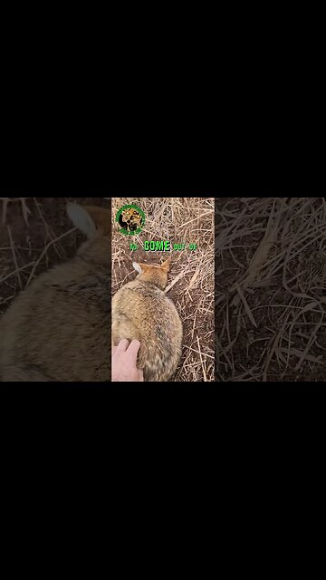 Sweet Little Coyote Tried to Hide #funny #viral #trapping