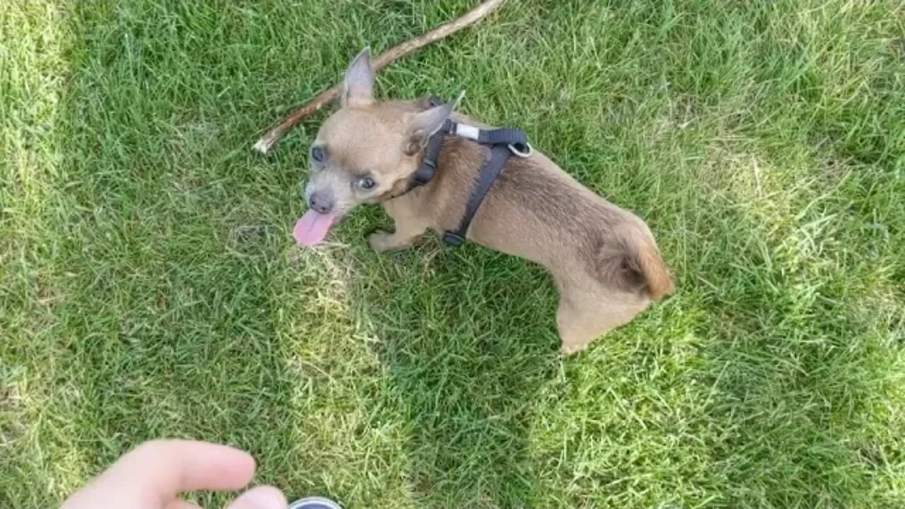 Having fun at the park