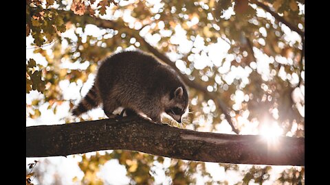 Raccoons went for a walk