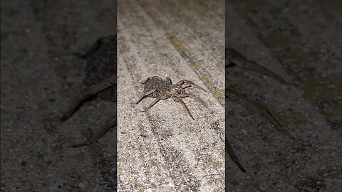 Wolf spider with babies ☺️