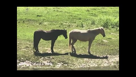 Brumbies dozing in the sun. The flood waters have almost completely subsided