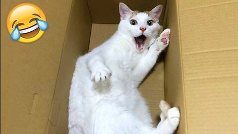 😂Funny Cats and Dogs | Funny Animal Videos😂| Try Not To Laugh