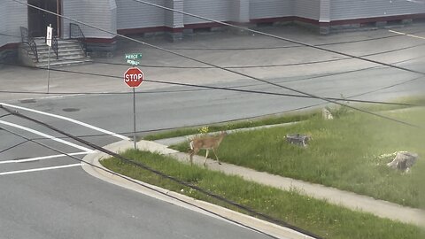 A Deer In Town At 5:20am