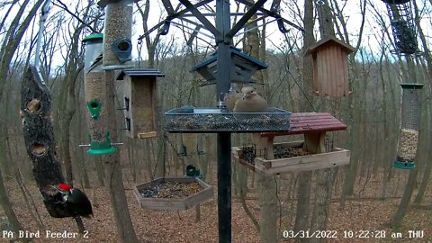 Male & Female Pileated Woodpeckers