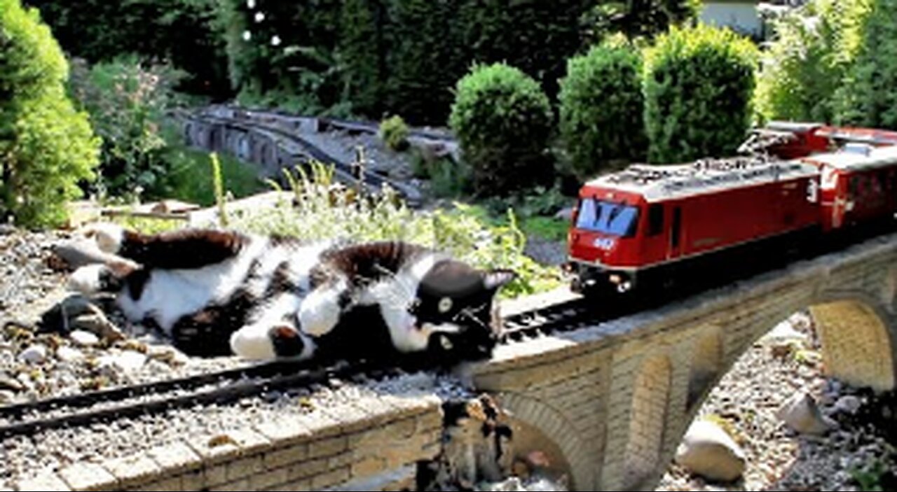 CAT WANT TO SUSIDE UNDER TRAIN,DEATH,VIRAL