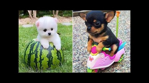 Baby Dogs 🔴 Cute and Funny Dog Videos Compilation