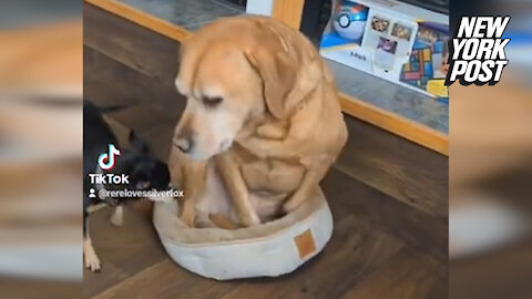 Labrador squeezing into tiny bed goes viral on TikTok