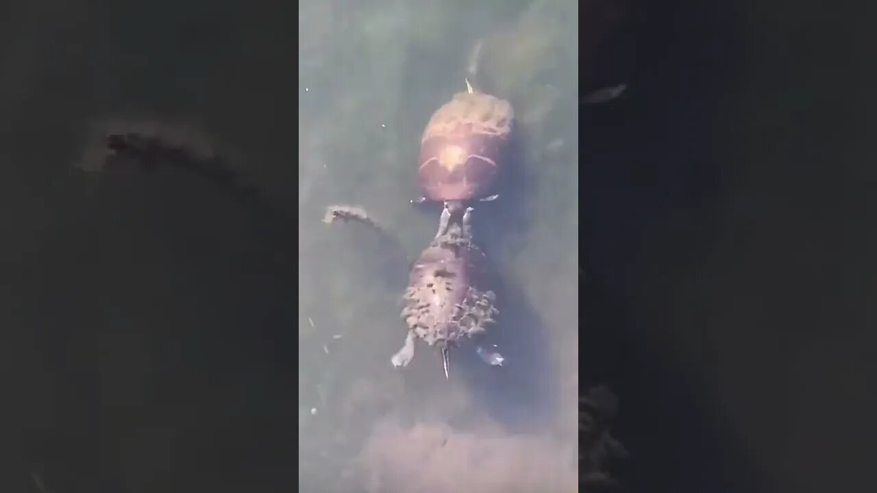 Turtles Slapping Each Other