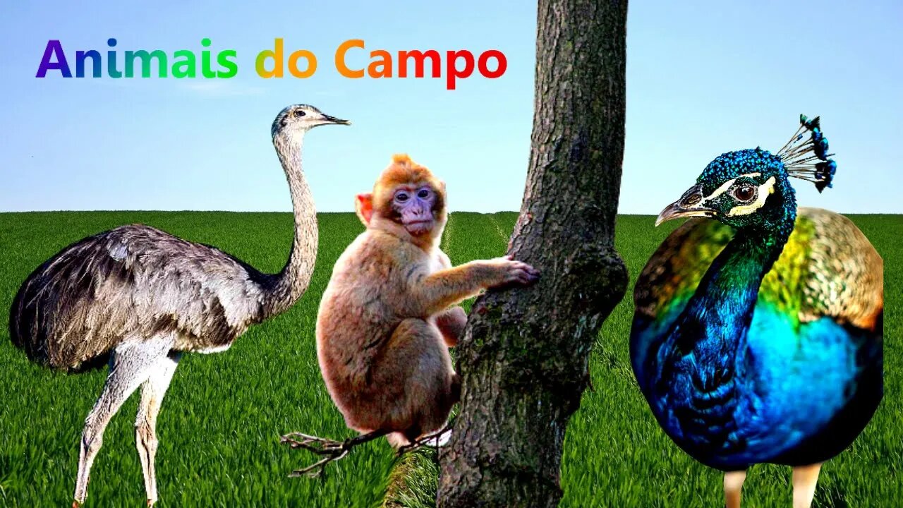 Som dos Animais | Nome dos Animais | Pavão | Javali | Vaca | Hipopótamo | Macaco | Ema