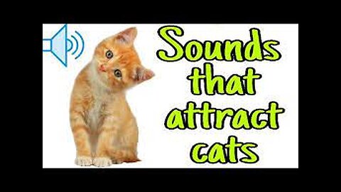 Sounds that attract cats - Meow to make cats come to you