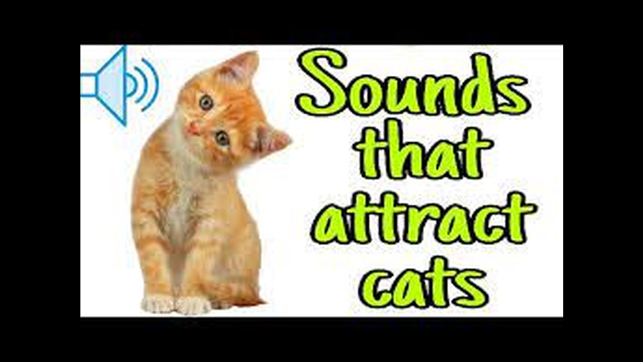 Sounds that attract cats - Meow to make cats come to you