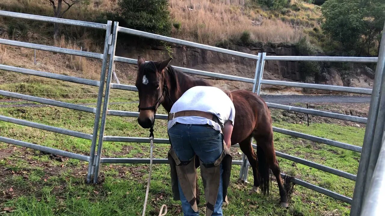 Ava the brumby getting her feet done with the farrier