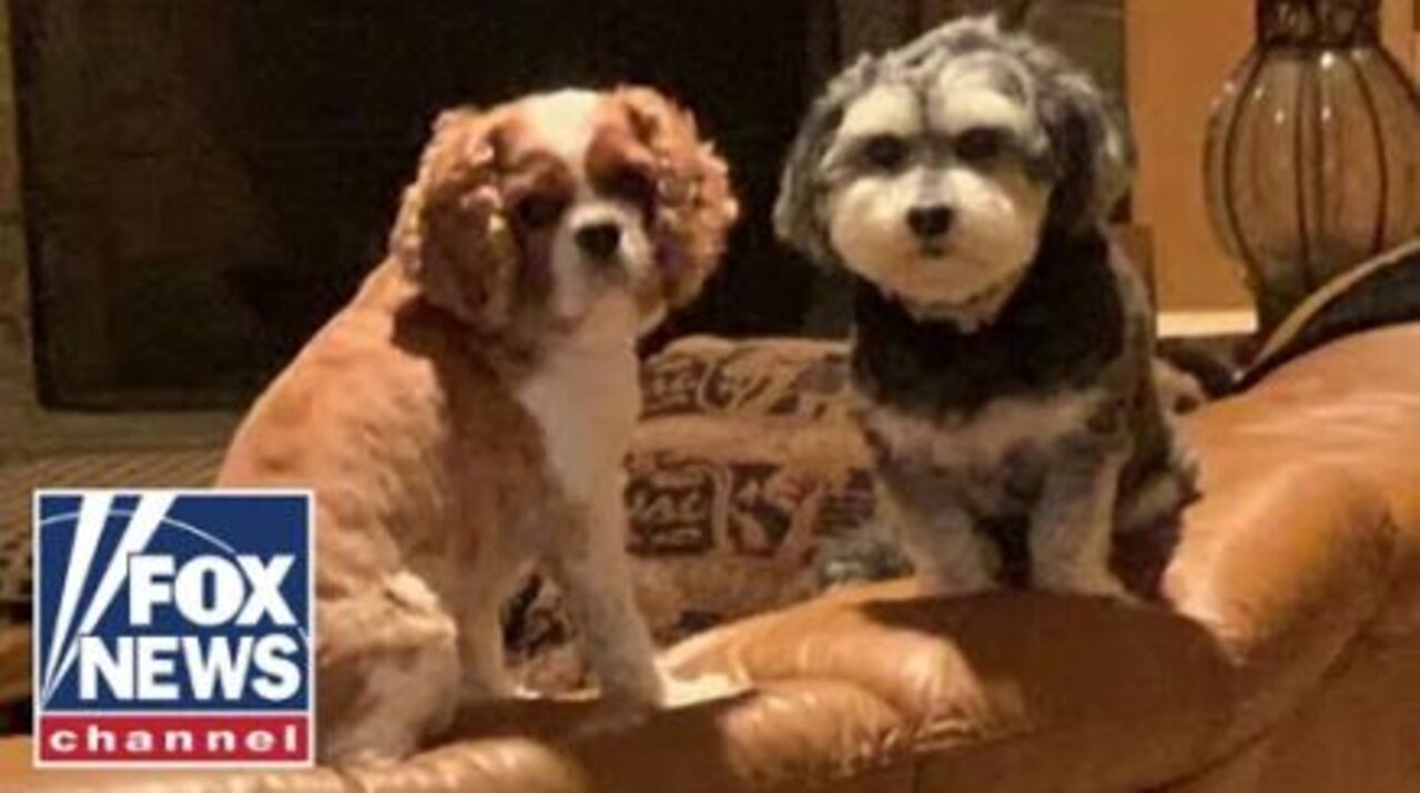 'Dog and Cat Bill of Rights' introduced in California