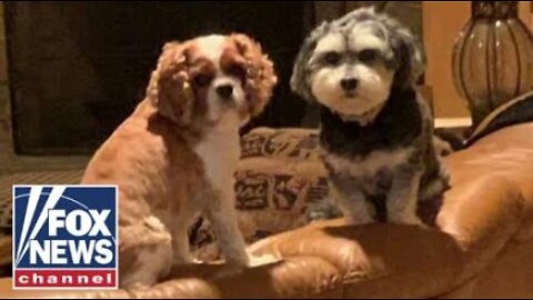 'Dog and Cat Bill of Rights' introduced in California
