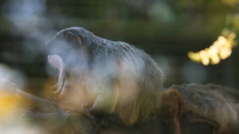 Emperor tamarin (Saguinus imperator) in French Guiana zoo. close up