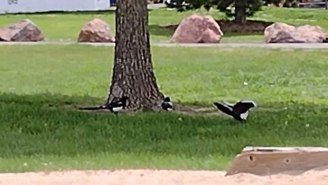 Magpie mavens