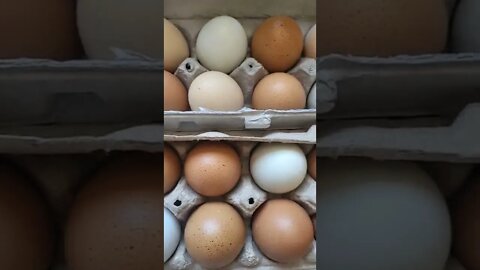 Sungrown Prepping Fresh Eggs