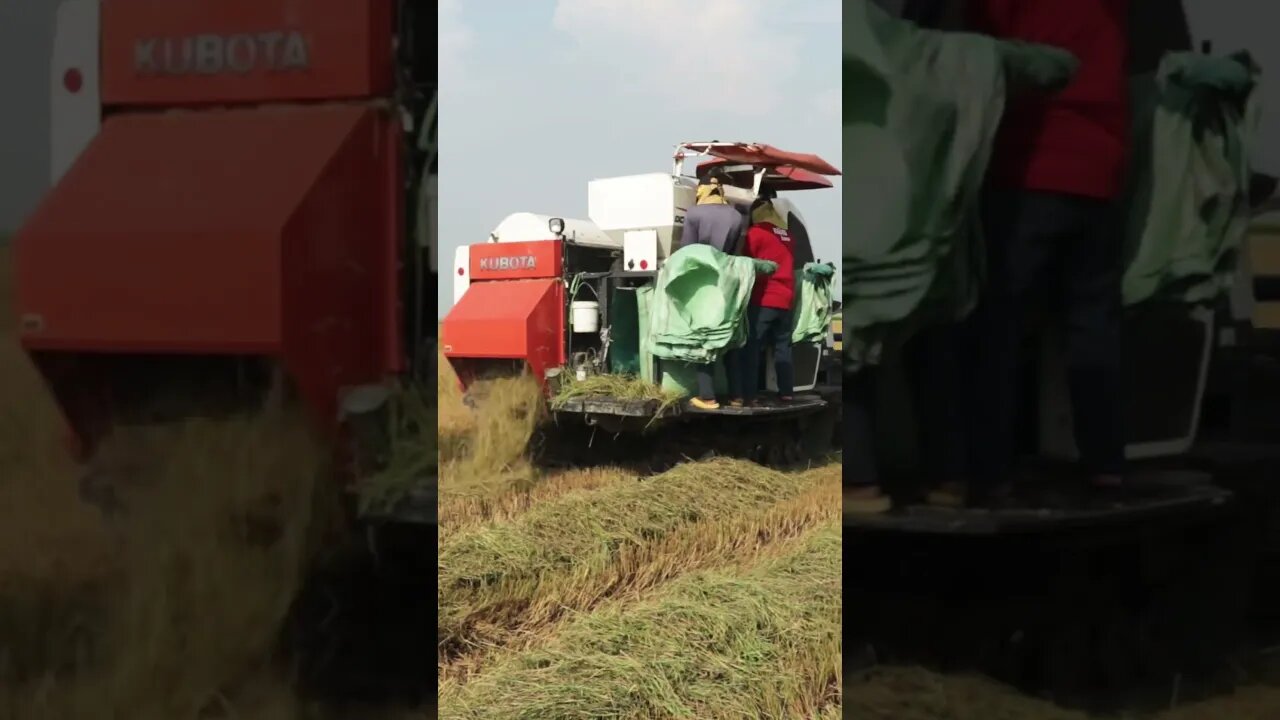 Harvesting rice