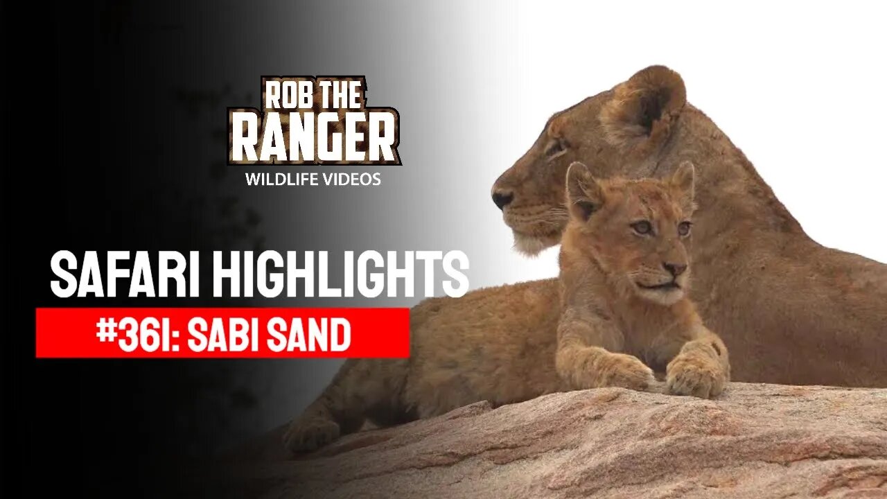 Safari Highlights #361: 01 - 05 September 2015 | Sabi Sand Wildtuin | Latest Wildlife Sightings