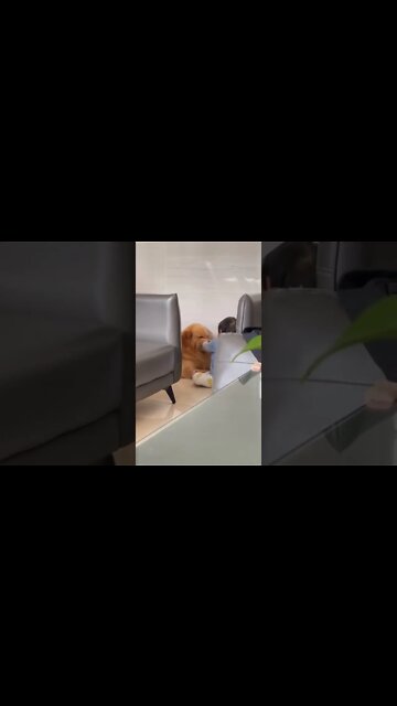 The dog is smiling 🙂