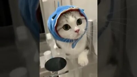 cute cat videos 😹 funny videos 😂 941 😻#shorts #shortsfunny #cutecat #catvideos #cats #catscare #cat