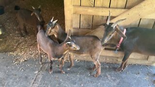 Our San Clemente Island Goats Summer 2022 🐐