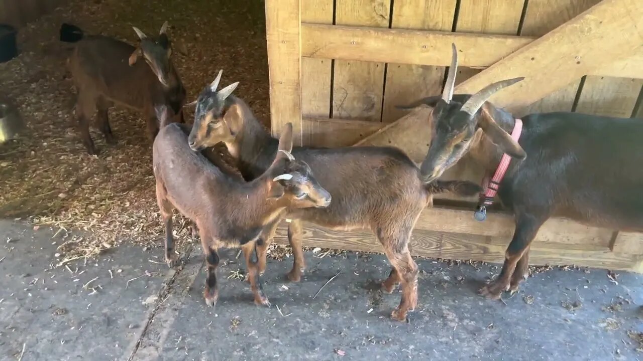 Our San Clemente Island Goats Summer 2022 🐐