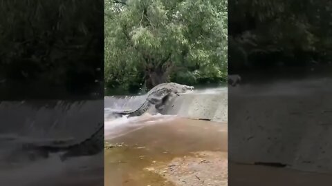 Giant Saltwater Croc Moving Upstream