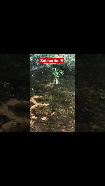 Shellcracker working a bed!