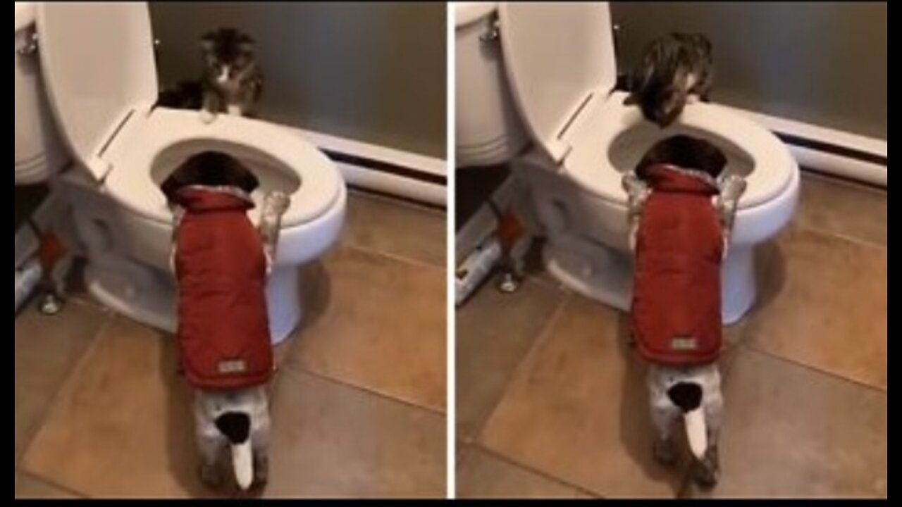 Mischievous puppy and kitty are always Up to no good