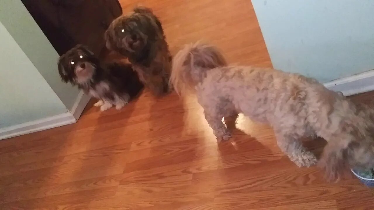 I Litter- Outside 1st Time(2)
