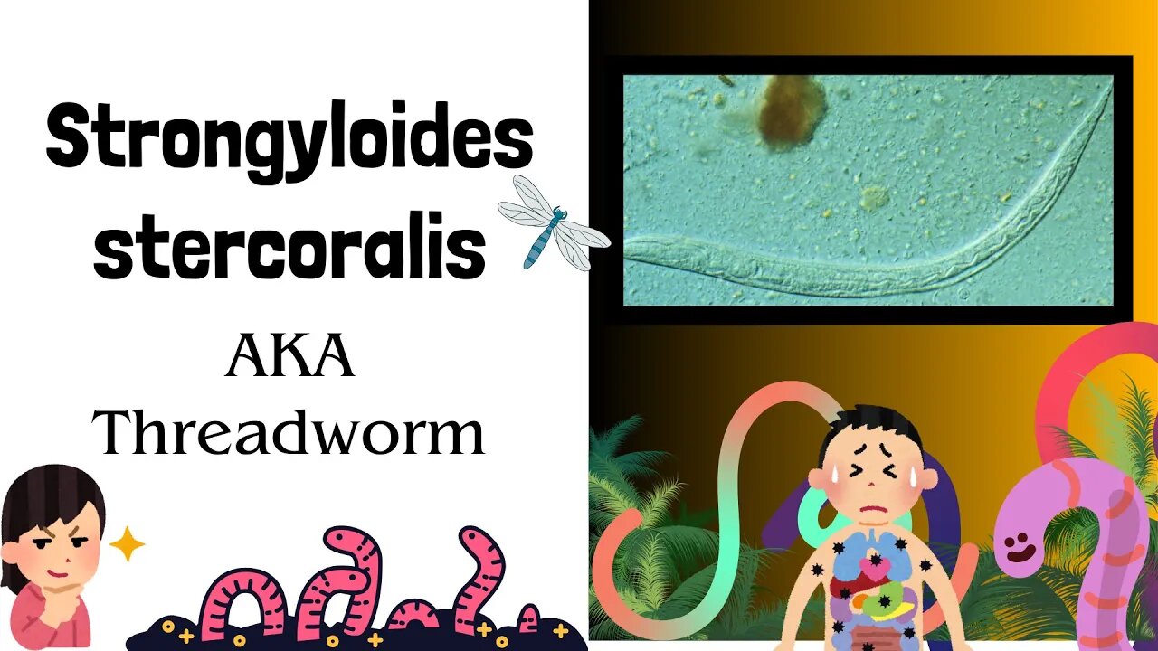 Threadworm Full Lecture | Strongyloides stercoralis | Intestinal Nematode | Novice Medic